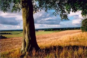 Great light on tree trunk by fields, clouds