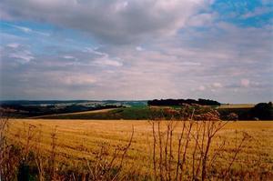 Cut wheat and surrounding fields and woods