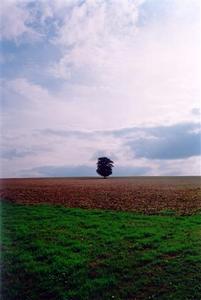 Single tree in field at dusk