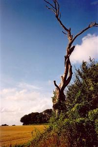 Dead tree on the egde of some wood by field