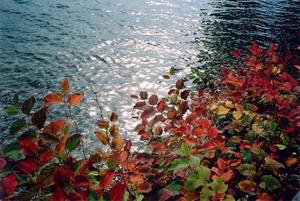 Colourful leaves in front of blue lake and sun reflection