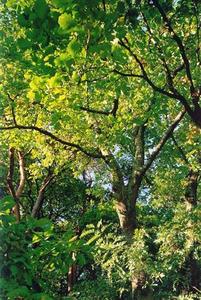 Green foliage and tree trunks