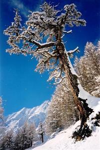 Tree with snow in front of white mountains, Saas F?©