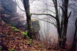 Mossy rocks and bare trees in misty forest
