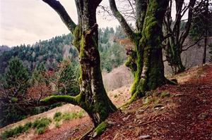 moss covered tree trinks