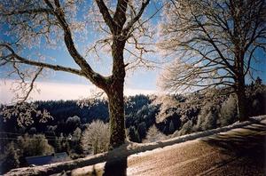 Frost covered trees and road