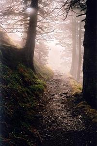 Stony and 'rooty' path between trees in the mist