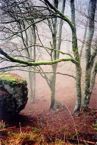 light mist behing bare trees and boulder