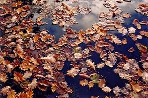 Fallen oak leaves in water puddle