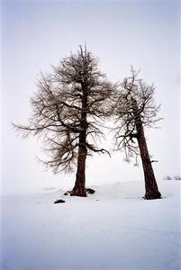 Two bare trees leaning against each other