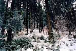 Blue pine tree forest in snow