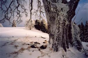 Close up tree trunk with snow