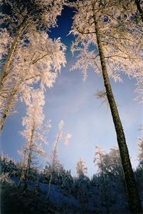Sunlit frost covered trees