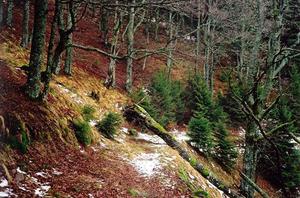 Fallen tree on path in fall