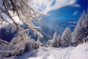 Snow falling from branch, white and blue photo Sfee