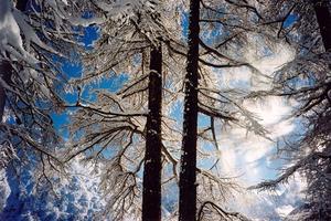 Two larch trees and falling snow lit by sun