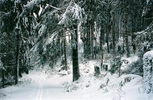 Cross country trail thru darl forest covered in snow