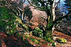 Tree and rocks covered in moss