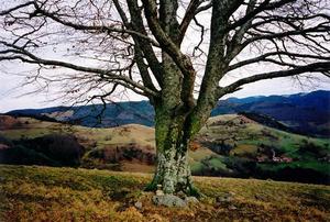 Bare tree in front of lower hillls and farmhouses