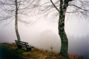 Bench and two trees facing mist in valley