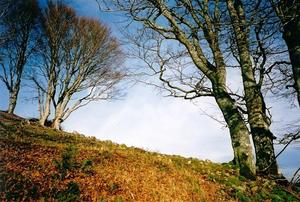 trees on hill