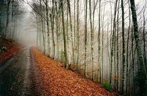 Path thru forest, leaves on ground, grey misty sky