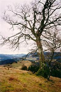 Bare tree above hills
