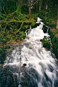 Rapid stream flowing over mossy rocks through forest