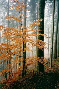 Orange leaved tree in front of misty pine forest