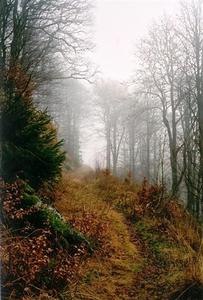 Path through misty forest