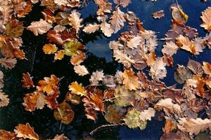 Fallen autumn leaves floating on water