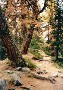 Forest path lined with orange larch trees