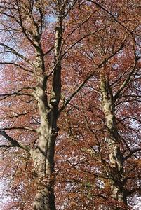 Beeches near Brockwood