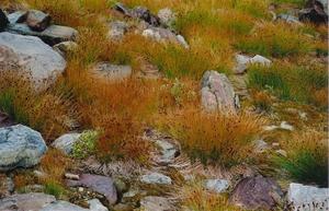 Alpine grasses