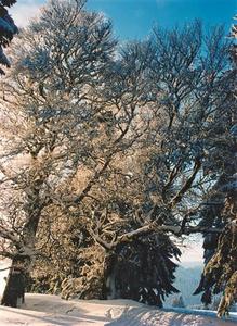 Snow covered trees along ski trails in bright sunlight