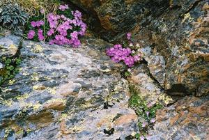 Alpine flowers on rocks