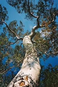 Eucalyptus in Ojai