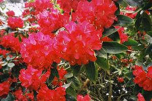 Rhododendron