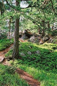 Narrow trail through forest