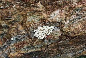 Alpine flowers on rocks