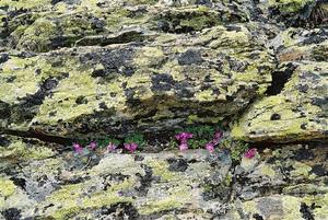 Alpine flowers on rocks