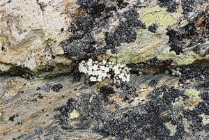 Alpine flowers on rocks