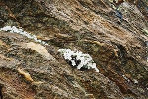 Alpine flowers on rocks