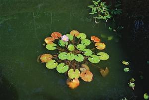 Circle of floating lily pads