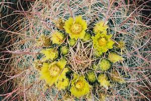 Flowering cactus