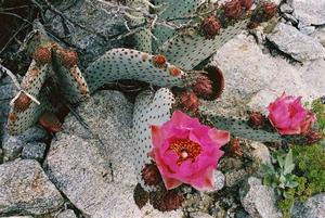 Cactus with pink flower