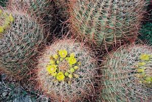 Prickly cacti
