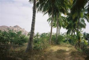 Trail lined by palm trees