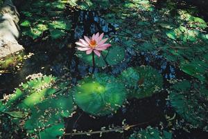 Pink water lily in pond