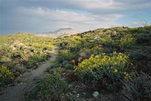 Californian desert